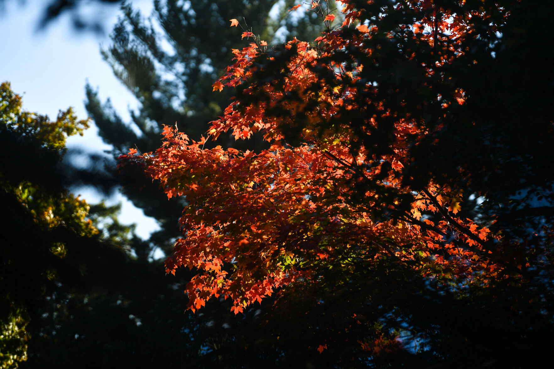 101420-qc-nws-fallcolors-006